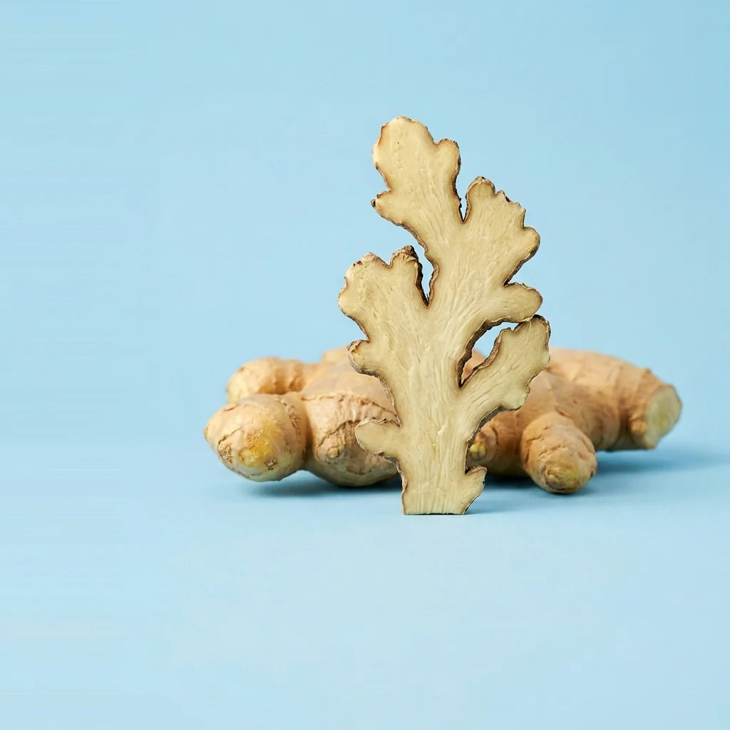 Fresh ginger root with a thin slice standing upright