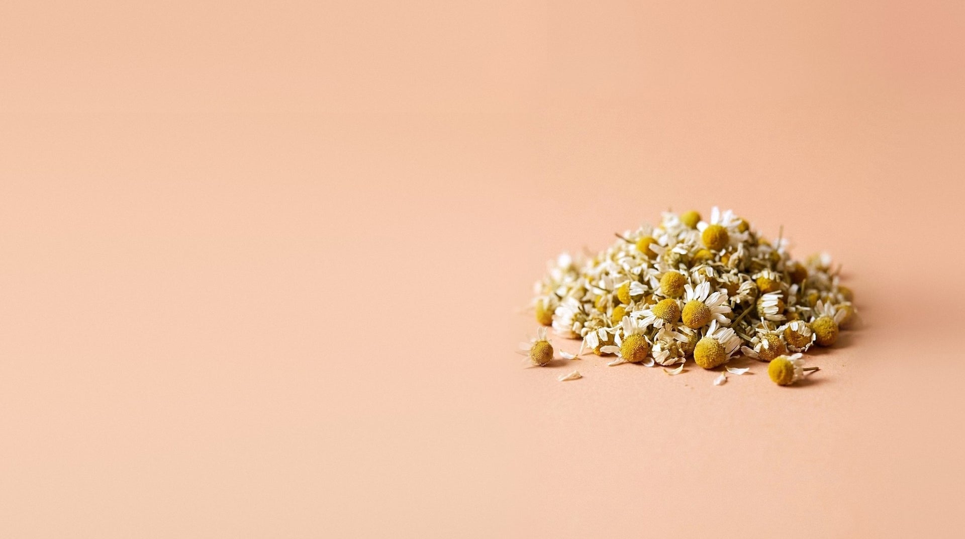 A mound of dried chamomile flower heads